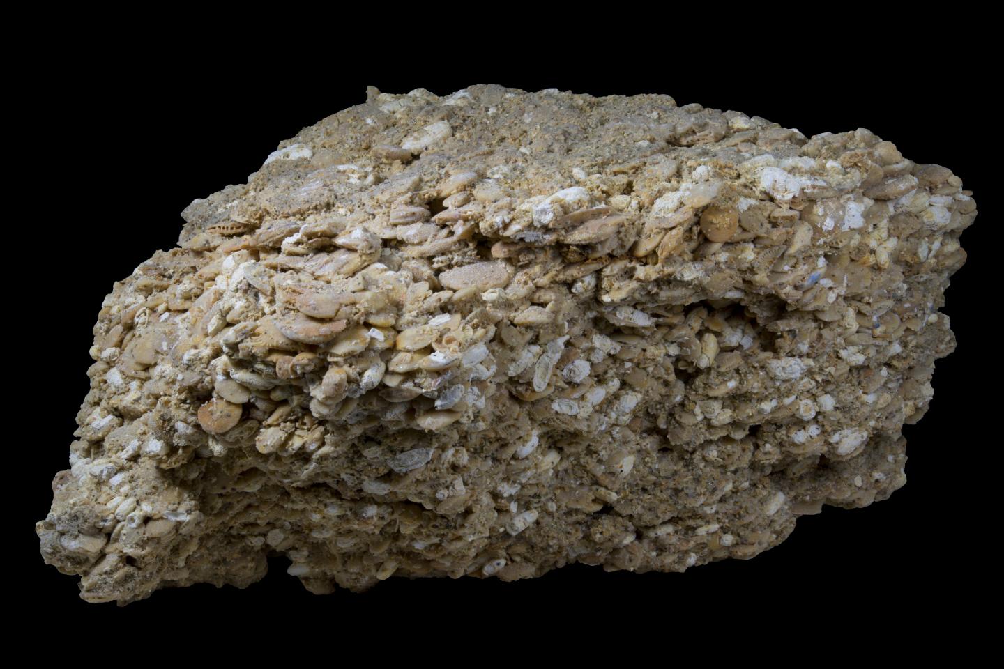 Calcaire à Nummulites | Musée Virtuel, image size:1440x960