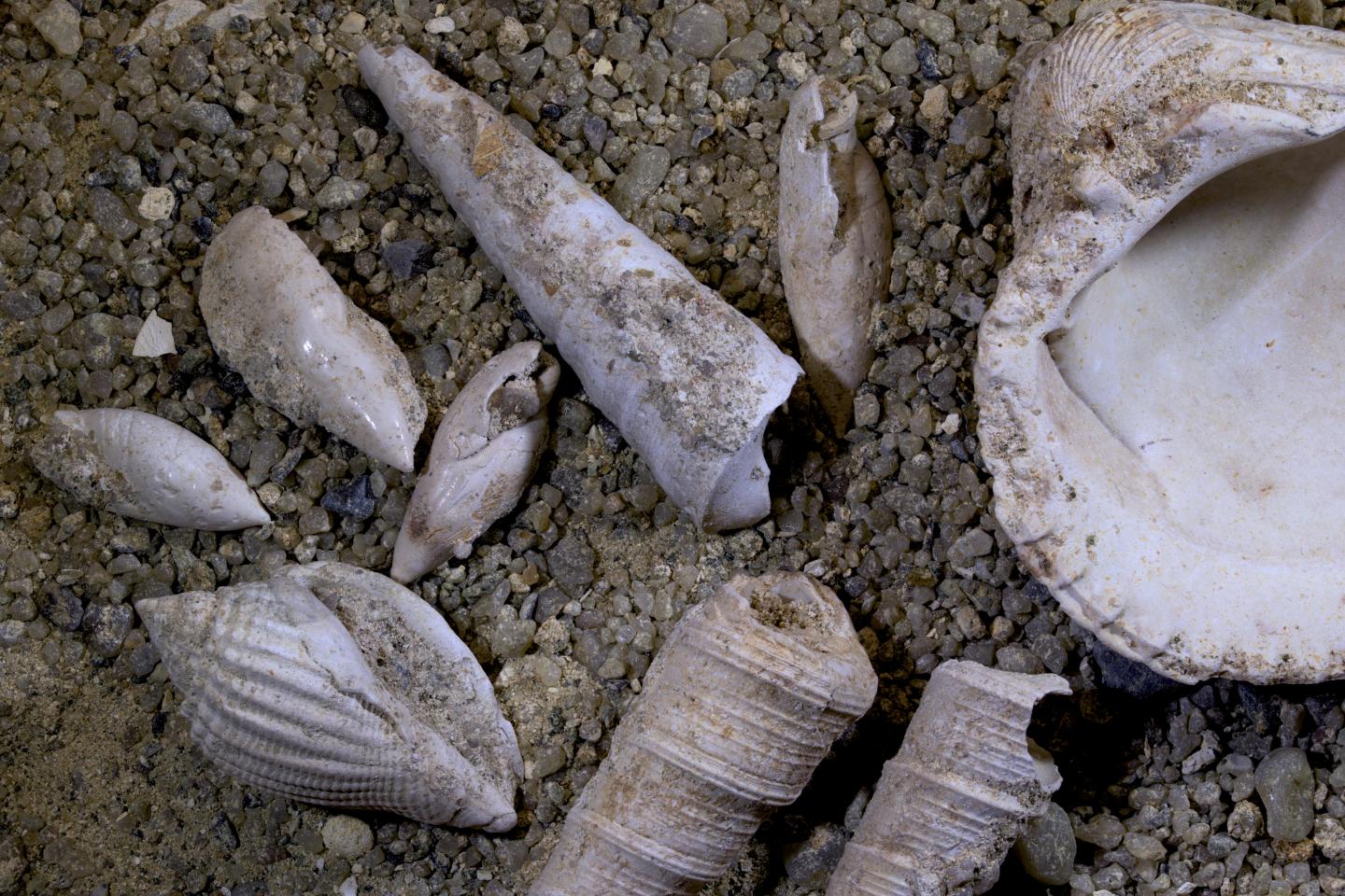 Faune du Lutétien (Bassin parisien) | Musée Virtuel, image size:1440x960